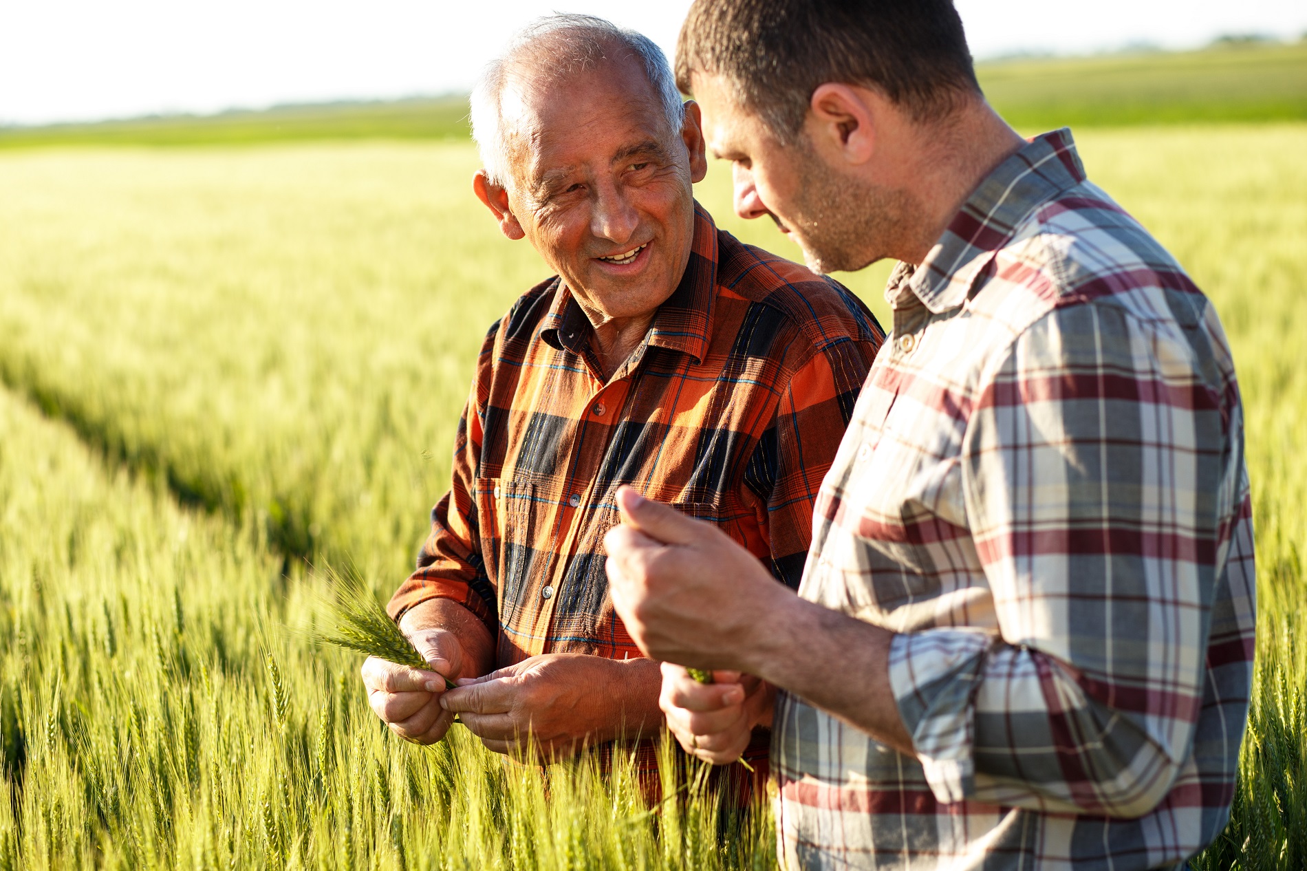Productos fitosanitarios: ¿Qué beneficios pueden aportar a tus cultivos?