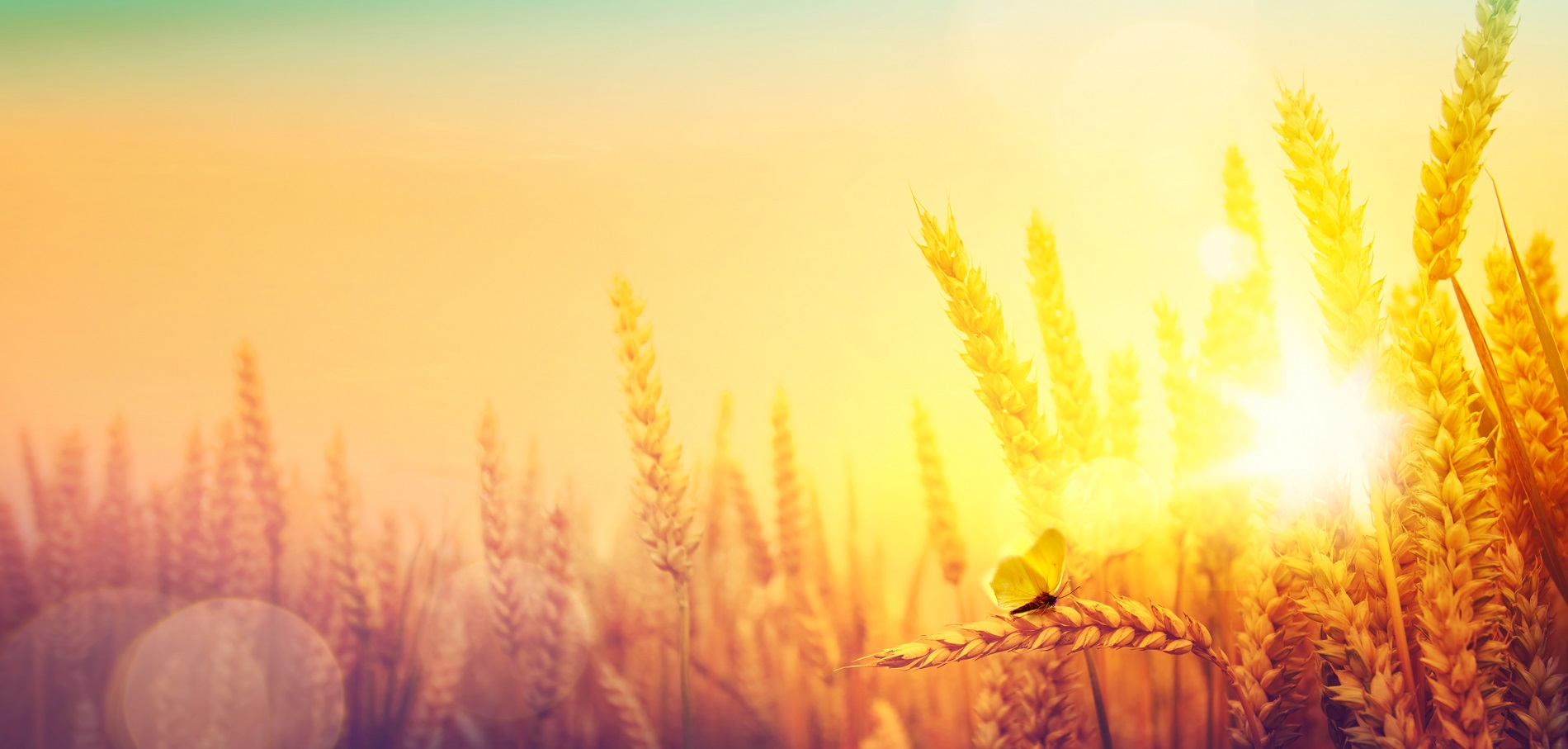 La agricultura como sector clave para combatir con éxito el cambio climático