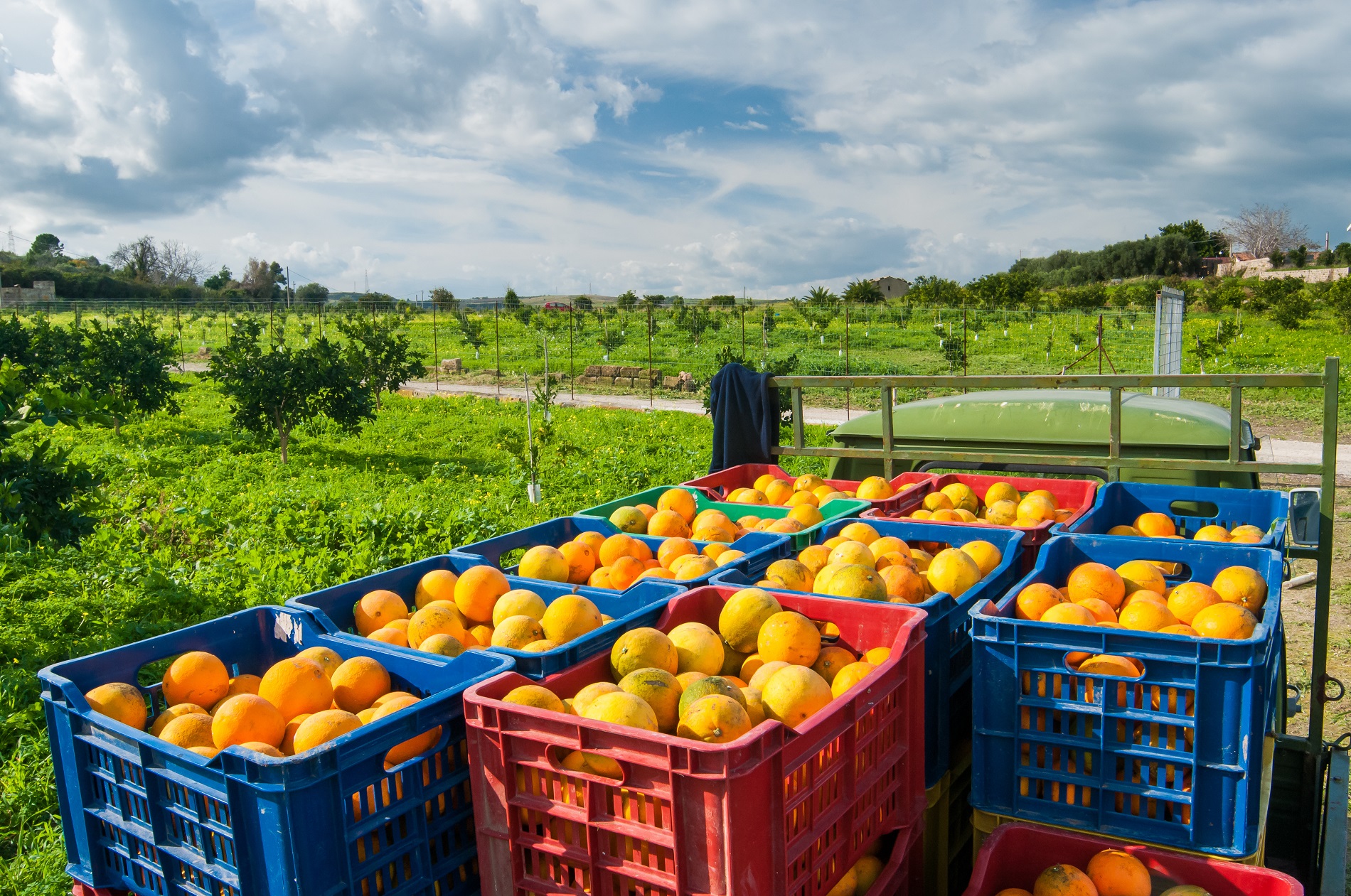 La protección de los cultivos es esencial para reducir el desperdicio alimentario