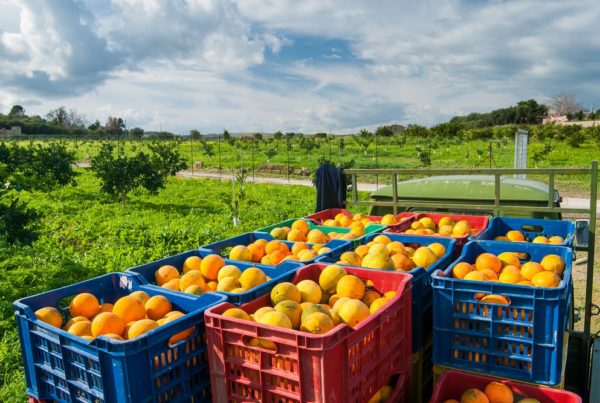desperdicio alimentario sostenibilidad cambio climático agricultura sanidad vegetal aepla