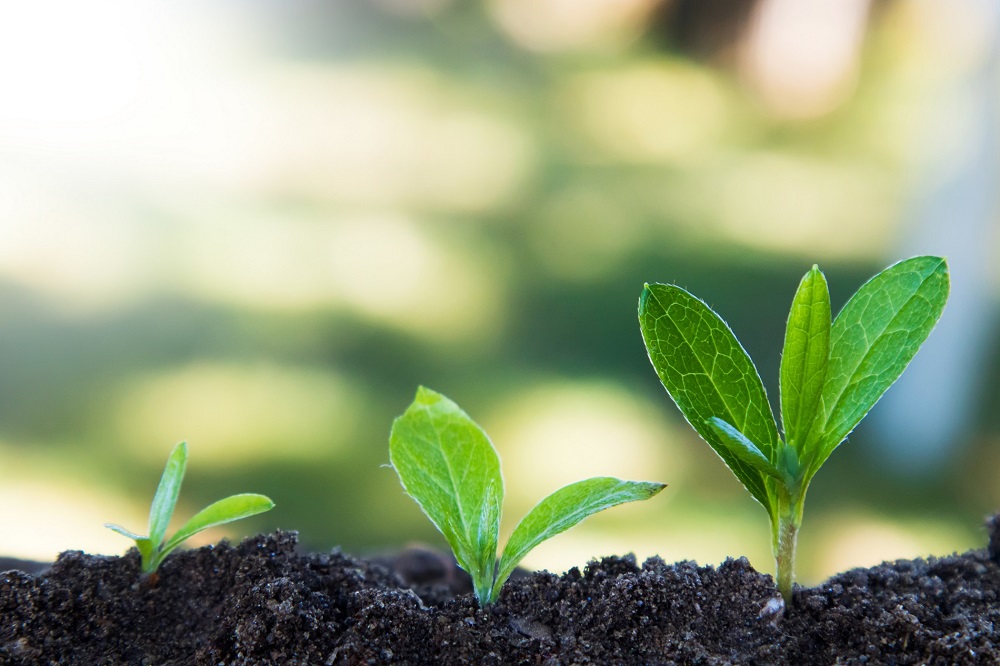 agricultura sanidad vegetal objetivos desarrollo sostenible FAO ONU aepla