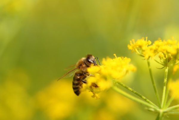 polinizadores abejas buenas prácticas agrícolas especies polinizadoras productos fitosanitarios sanidad vegetal agricultura aepla