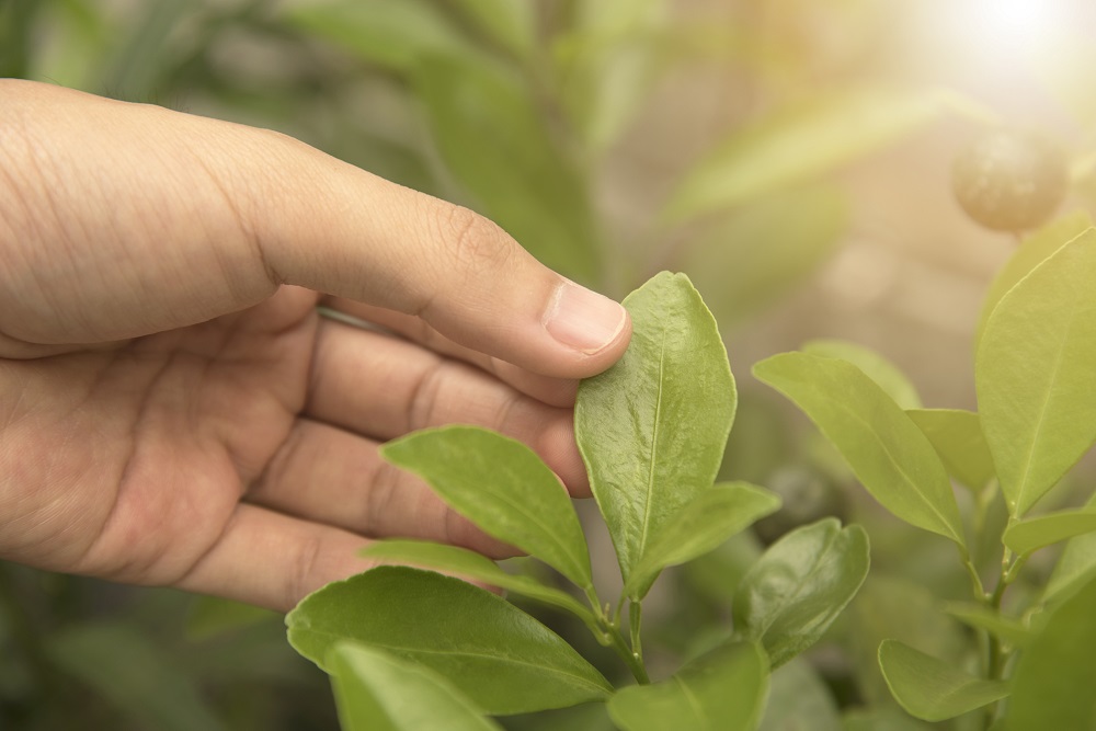 innovación agrícola sanidad vegetal productos fitosanitarios aepla