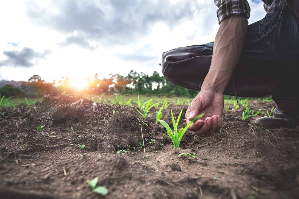 rotación de cultivos buenas prácticas agrícolas sanidad vegetal gestión integrada de plagas agricultura aepla