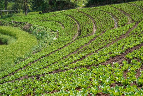 buenas prácticas agrícolas conservación del entorno sostenibilidad sanidad vegetal agricultura aepla