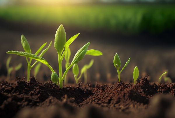 cultivos sanos agricultura sostenible sanidad vegetal sostenibilidad aepla