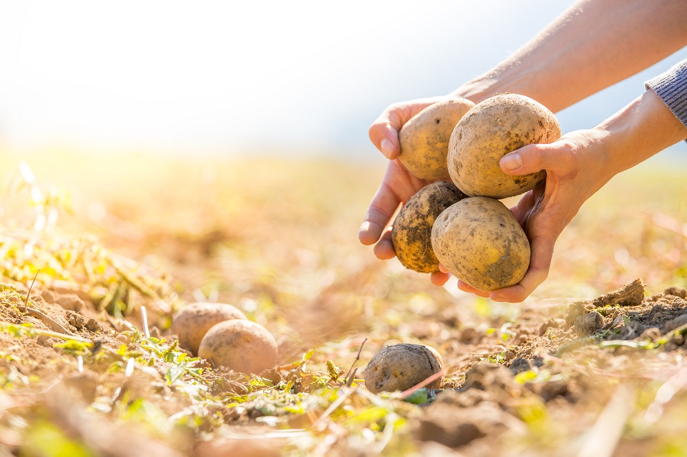 agricultura sostenible residuos fitosanitarios límite máximo de residuos tratamientos fitosanitarios agricultura sanidad vegetal aepla