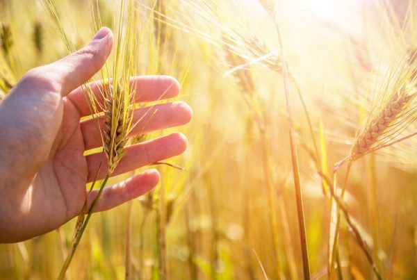 tratamientos fitosanitarios protección cultivos sanidad vegetal agricultura sostenibilidad seguridad alimentaria aepla