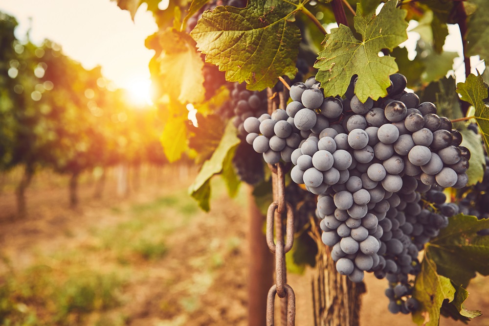 amenazas agrícolas otoño plagas enfermedades malas hierbas sanidad vegetal agricultura tratamientos fitosanitarios protección de cultivos aepla