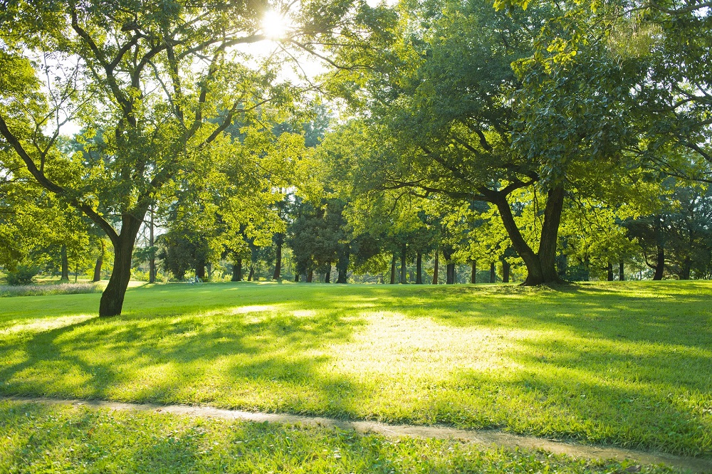 áreas verdes sanidad vegetal protección vegetal ciudades verdes entornos saludables aepla