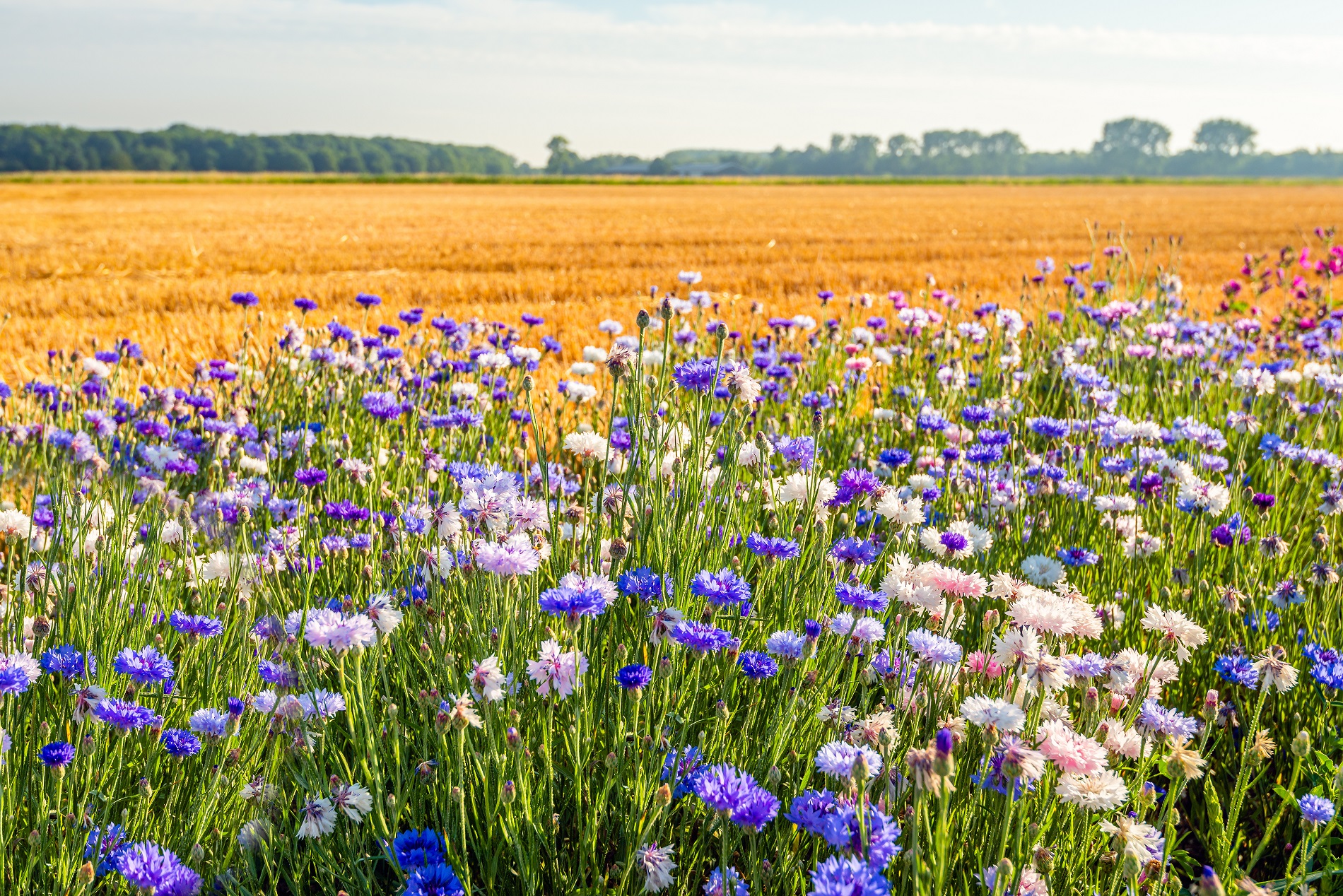 La agricultura y su relación inseparable con la biodiversidad del entorno