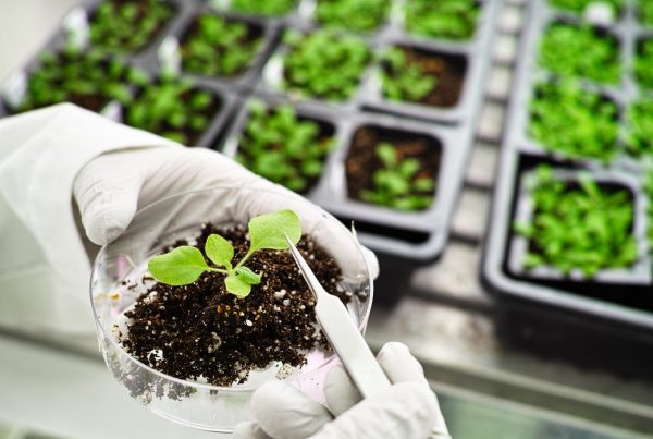 biotecnología vegetal agricultura sostenible sanidad vegetal seguridad alimentaria aepla