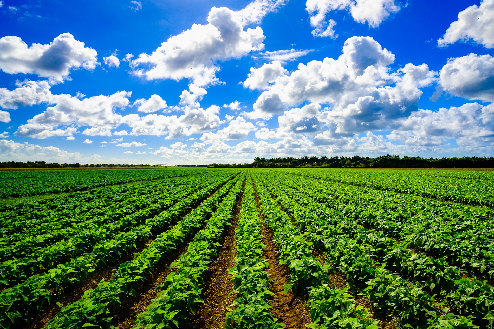 Buenas prácticas agrícolas: Uso responsable de productos fitosanitarios