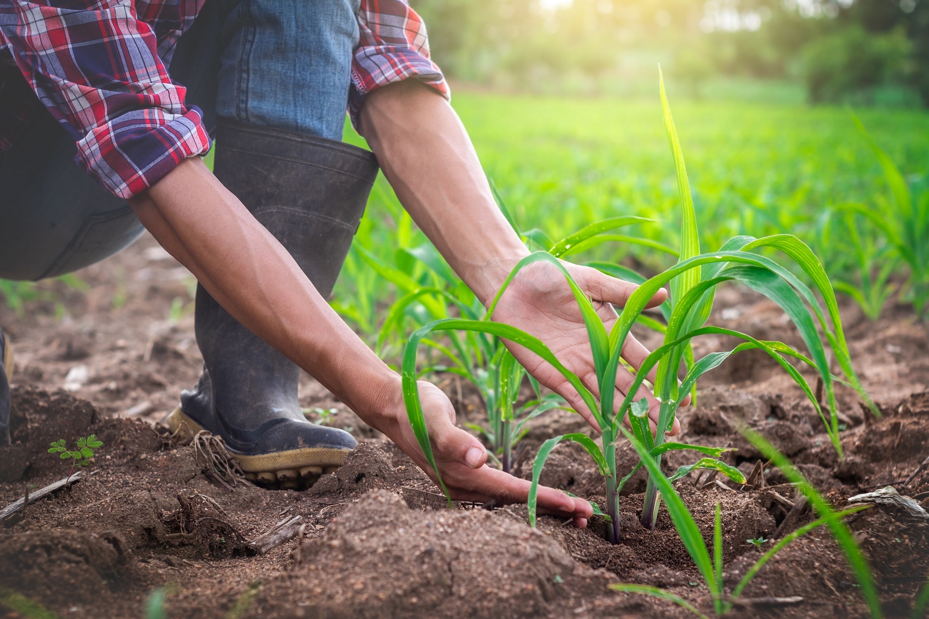¿Qué es el registro fitosanitario y qué aporta al desarrollo sostenible de la agricultura?