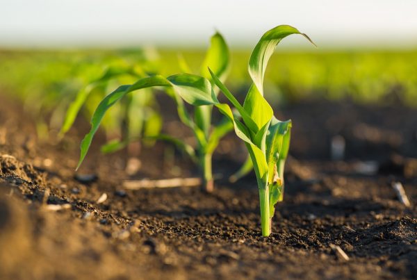 amenazas agrícolas primavera plagas y enfermedades agricultura sanidad vegetal gestión integrada de plagas tratamientos fitosanitarios protección de cultivos aepla