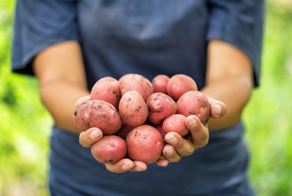 agricultura ecológica sanidad vegetal productos fitosanitarios protección de cultivos aepla
