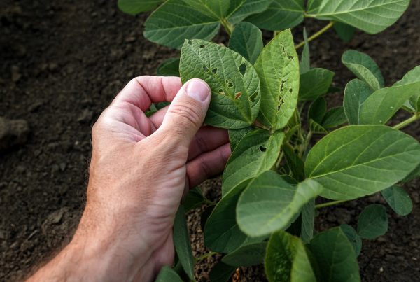 amenazas agrícolas primavera plagas y enfermedades agricultura sanidad vegetal gestión integrada de plagas tratamientos fitosanitarios protección de cultivos aepla