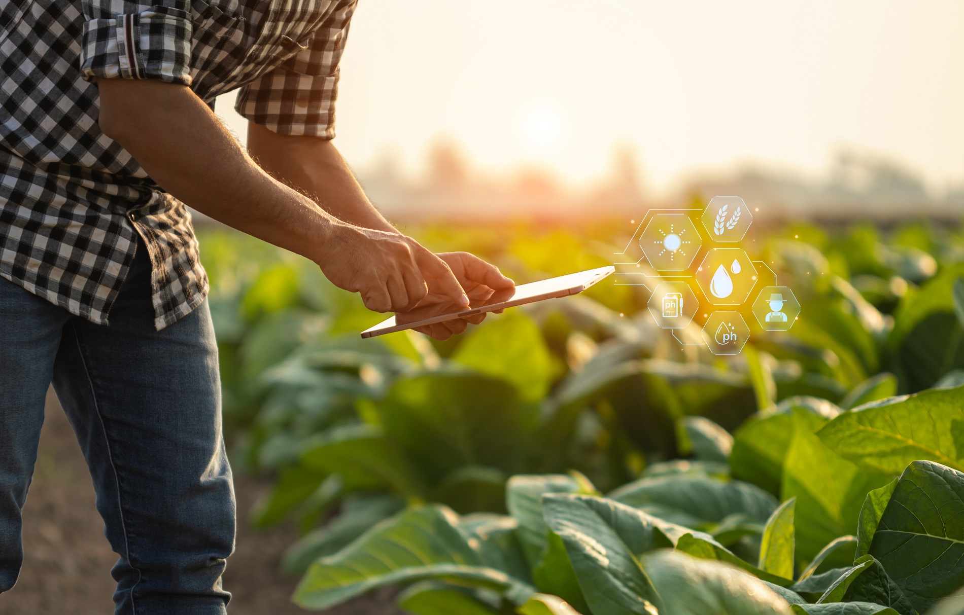 ¿Cómo asumir con éxito la necesidad de digitalización de la agricultura?