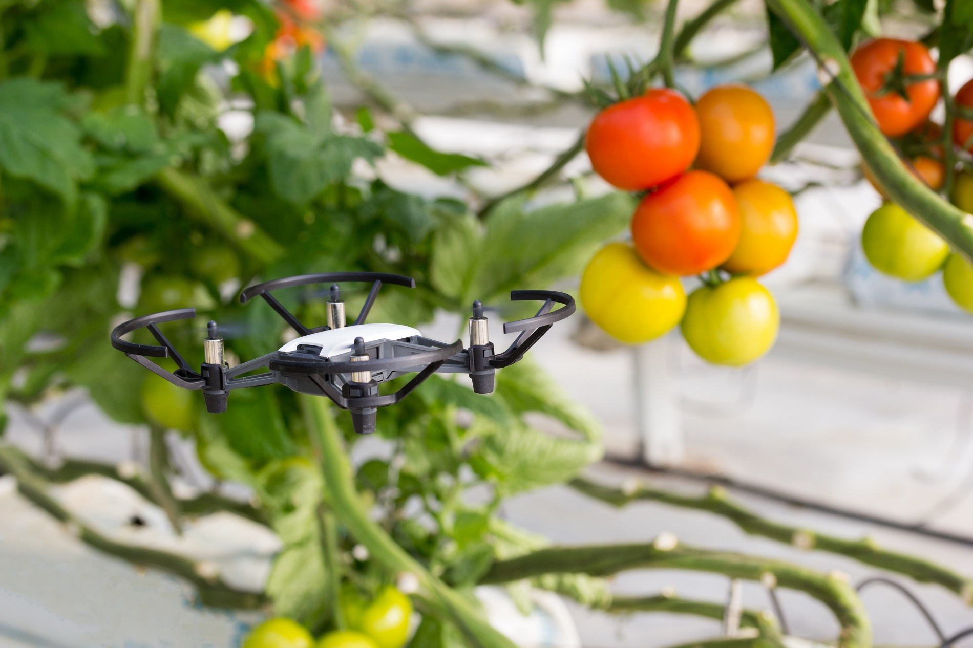 ¿Qué puede aportar el uso de drones al desarrollo y modernización de la agricultura?