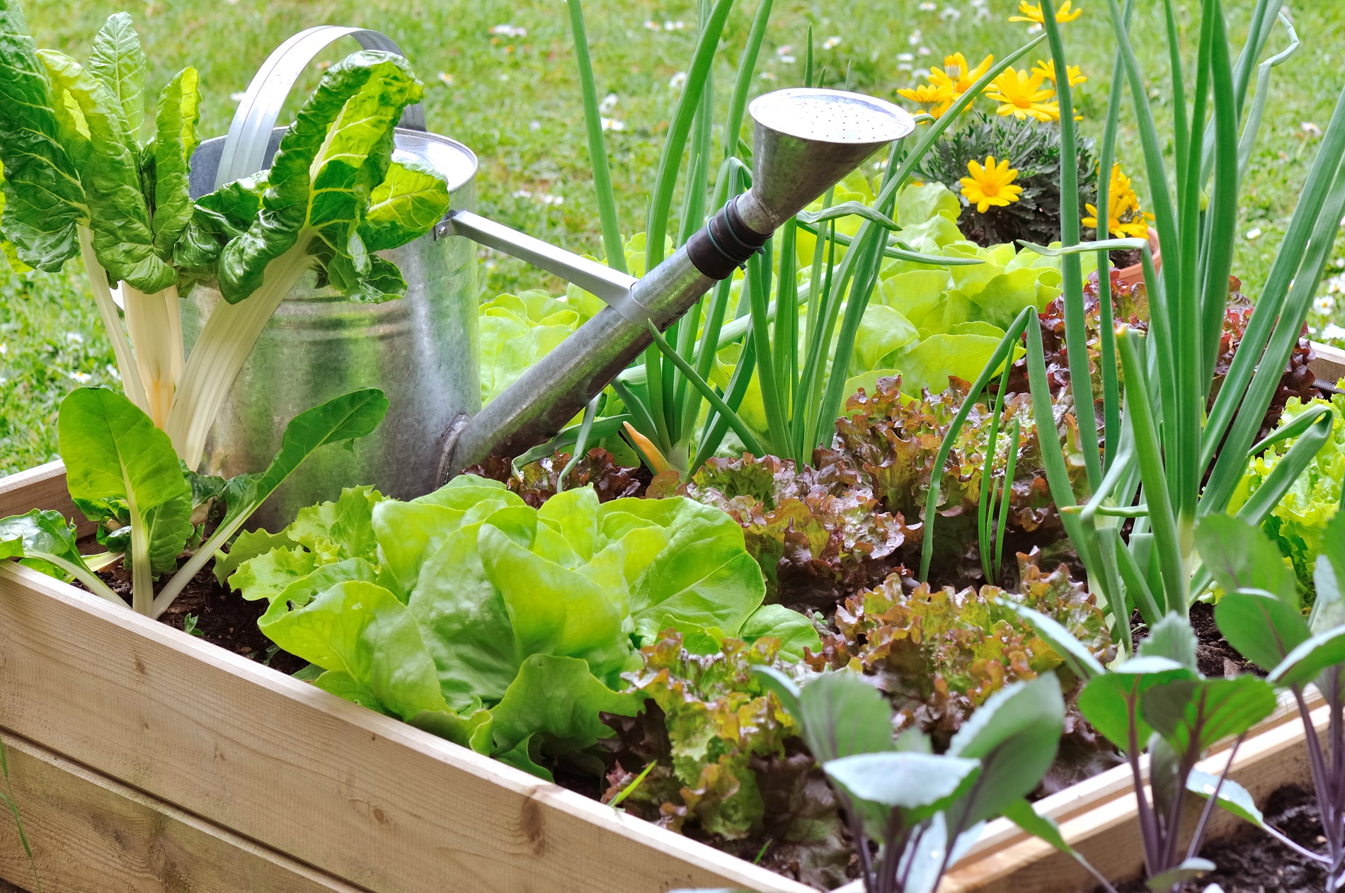 Jardines comestibles: la combinación perfecta de paisajismo y agricultura urbana