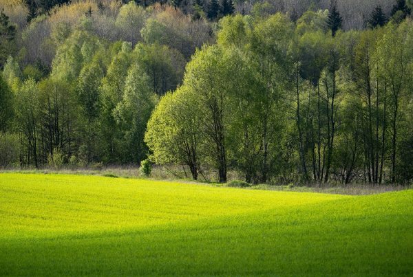 arboledas parcela agrícola biodiversidad sanidad vegetal protección de cultivos fauna auxiliar agricultura sostenibilidad buenas prácticas agrícolas aepla