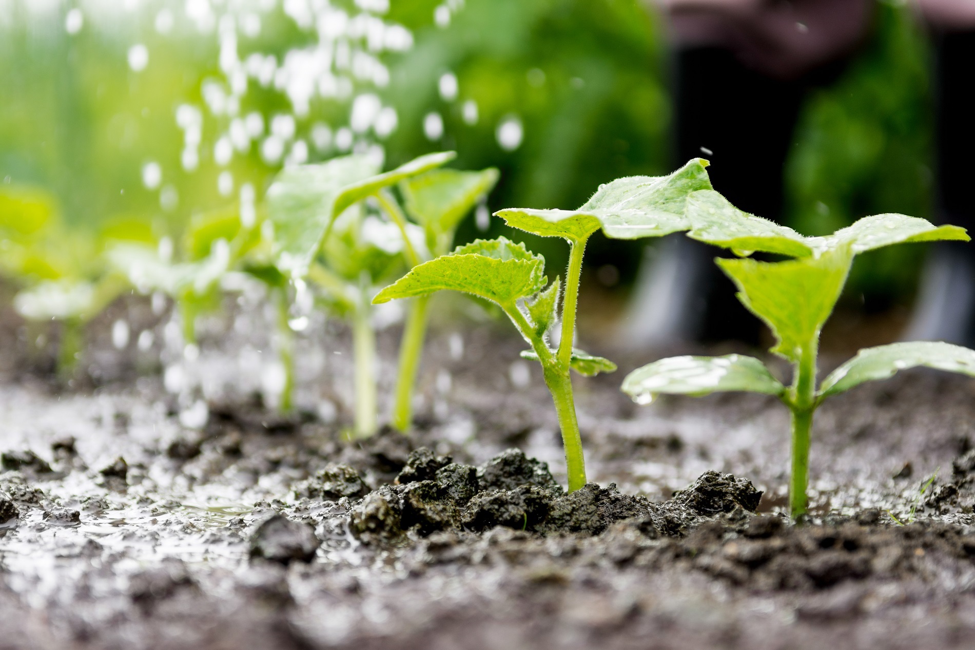 Buenas prácticas agrícolas: ¿Cómo favorecer la protección de masas de agua próximas a tu parcela?