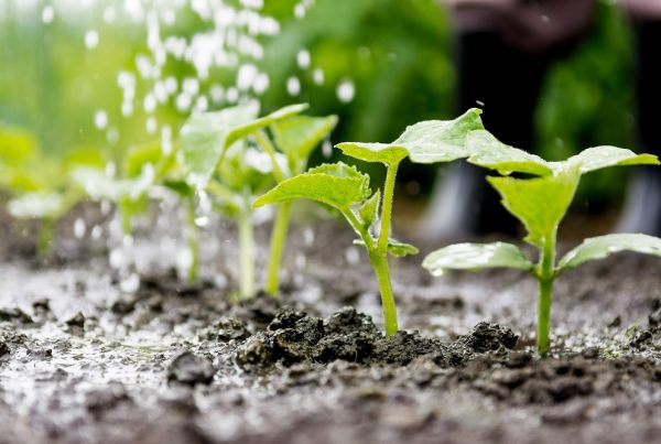 masas de agua buenas prácticas agrícolas protección de cultivos escorrentía erosión agricultura sanidad vegetal aepla