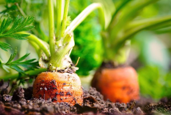 seguridad alimentaria alimentación abastecimiento alimentos seguros nutrición saludable agricultura sanidad vegetal aepla