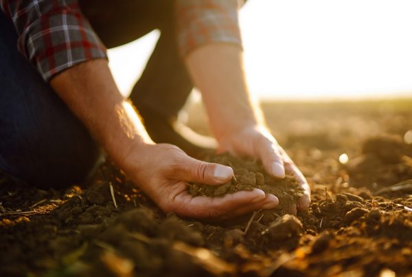 suelo agrícola cuidado de cultivos verano agricultura sostenible sanidad vegetal aepla