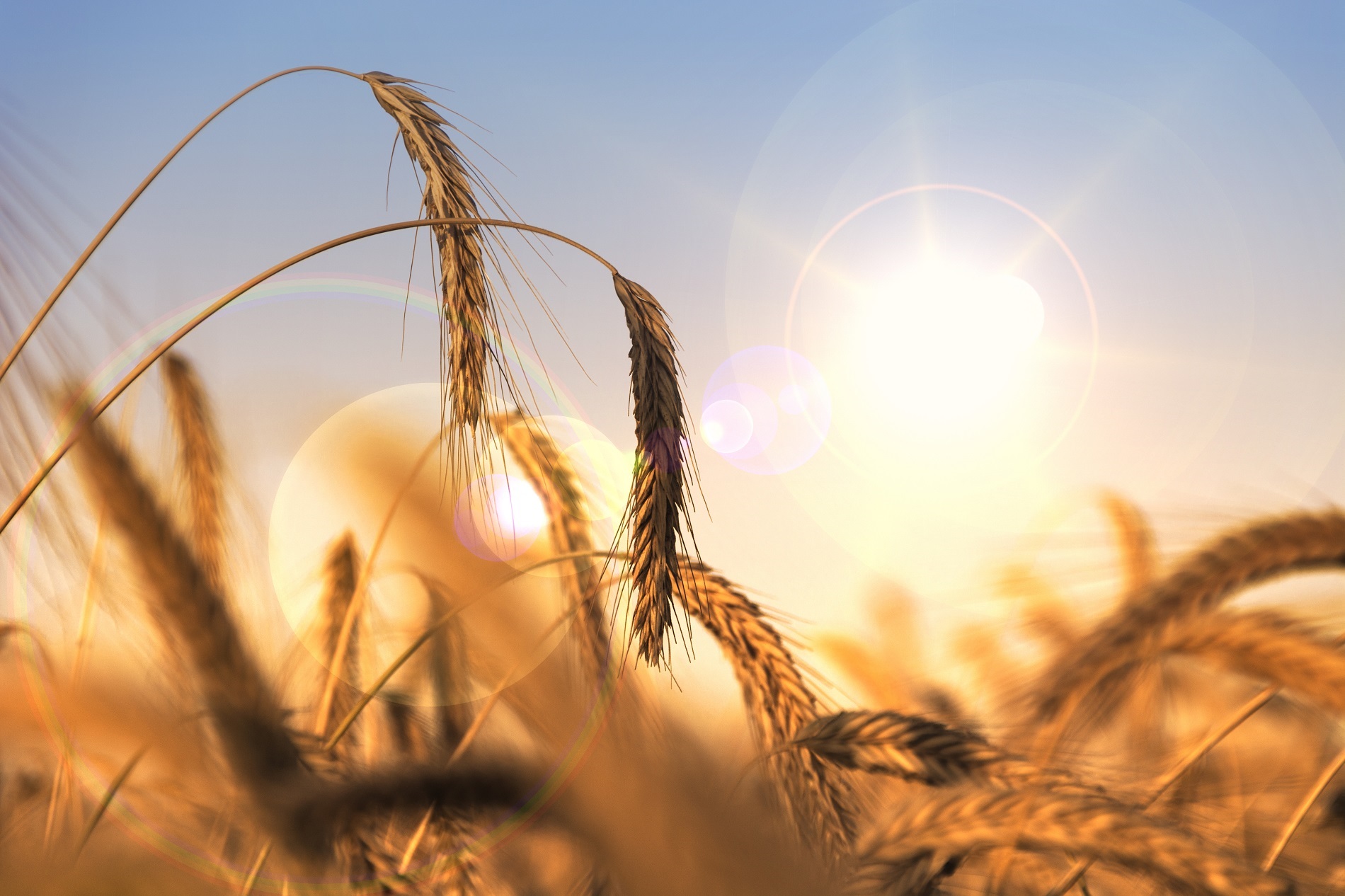 ¿Cómo está afectando el cambio climático al abastecimiento de alimentos de nuestra sociedad?