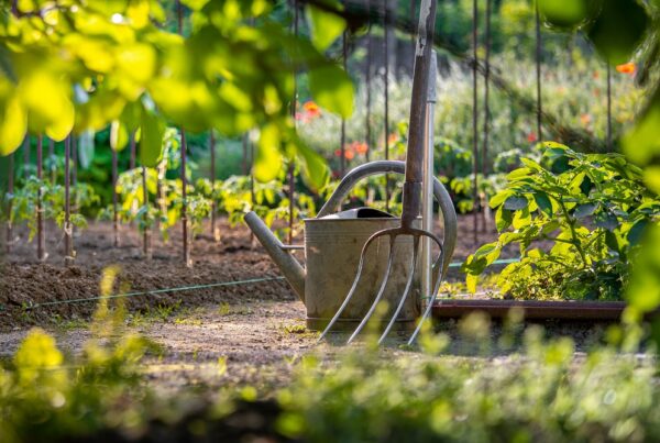 huerto doméstico verano calor veraniego protección de cultivos sanidad vegetal agricultura huertos urbanos áreas verdes aepla