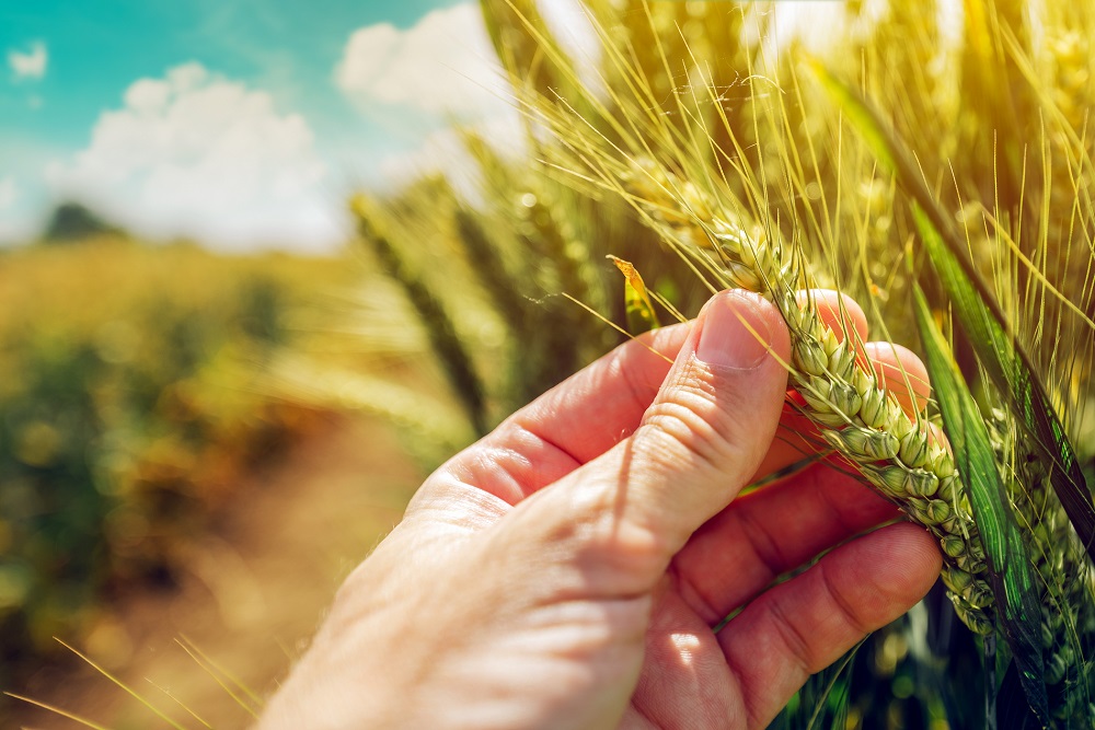 fitosanitarios aplicación sanidad vegetal buenas prácticas agrícolas agricultura sostenibilidad seguridad aepla