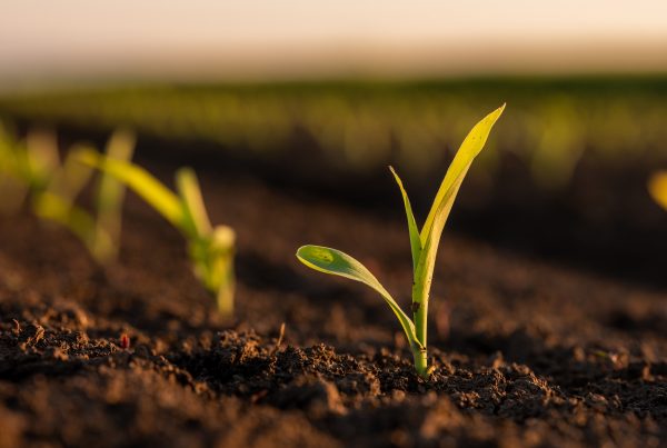 agricultura de conservación sostenibilidad agricultura sostenible sanidad vegetal aepla