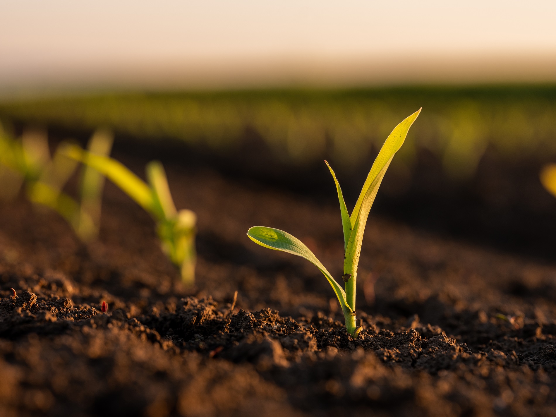 Agricultura de conservación: ¿Qué puede aportar a la salud de tus cultivos?