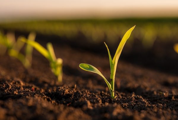 agricultura de conservación sostenibilidad agricultura sostenible sanidad vegetal aepla