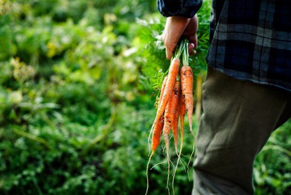 cuidados huerto urbano huerto doméstico áreas verdes verano sanidad vegetal otoño aepla