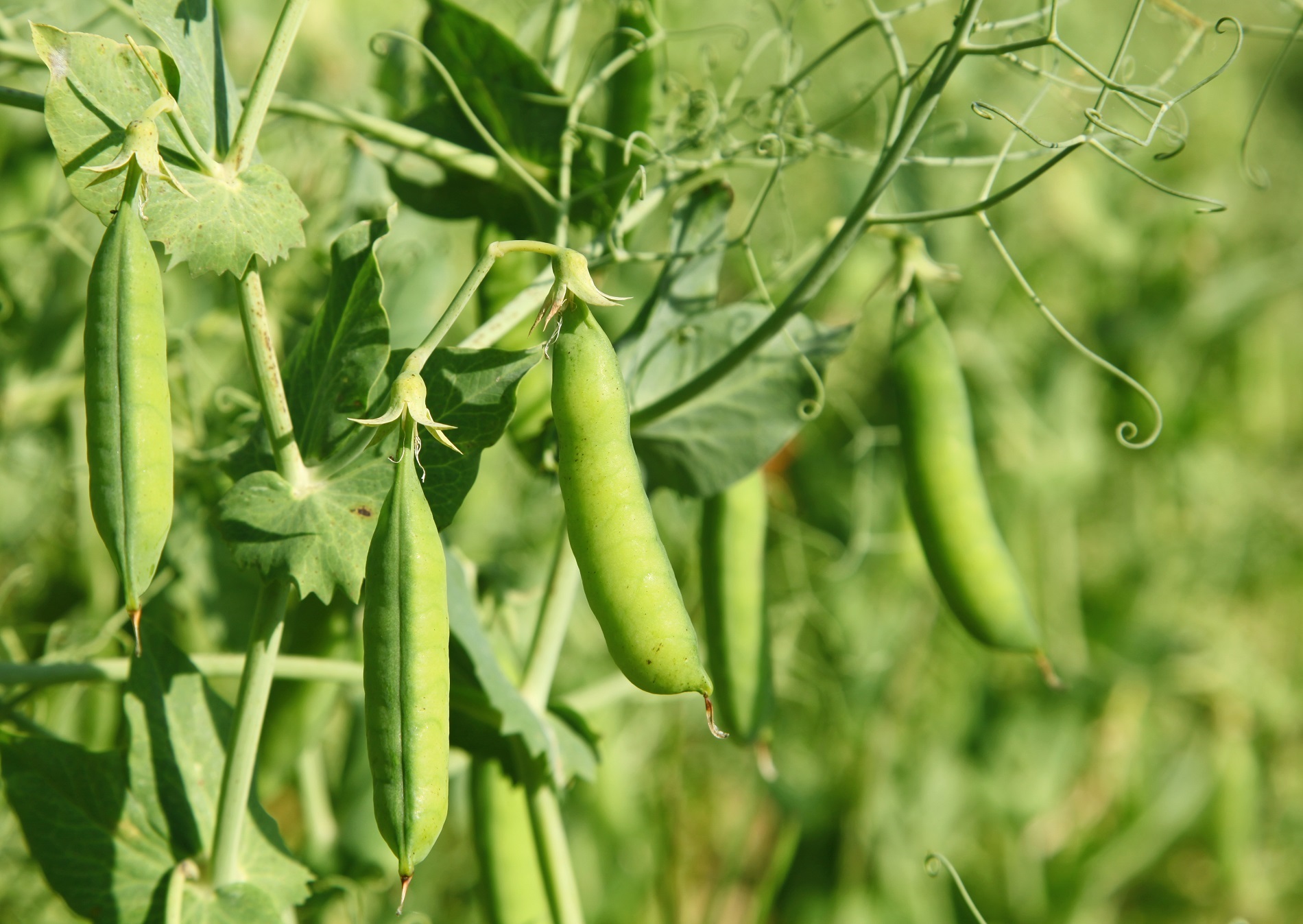Familias de cultivos y necesidades de sanidad vegetal: leguminosas