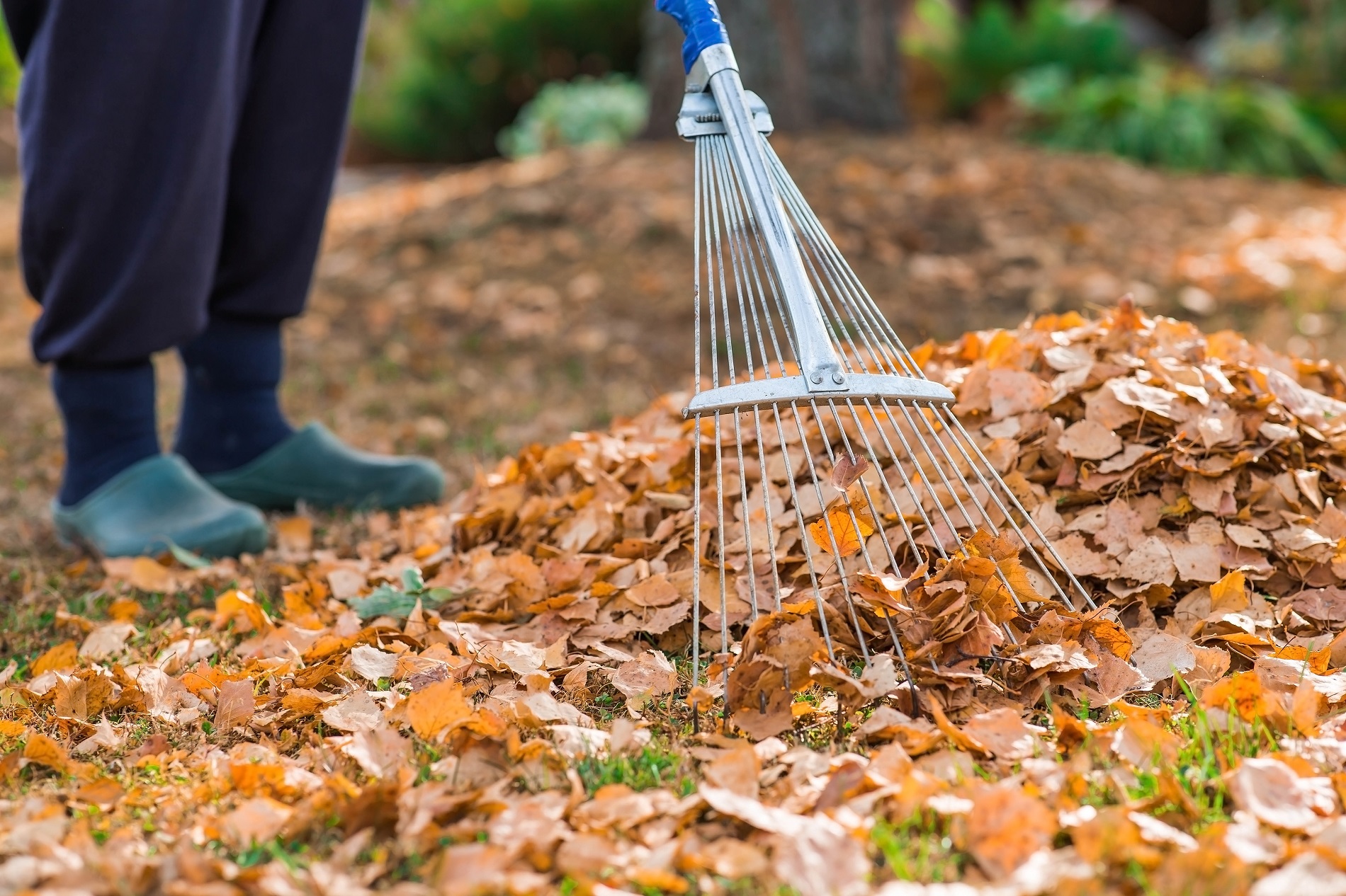 ¿Qué puedes hacer para reducir el riesgo de aparición de plagas en tu jardín o huerto doméstico?