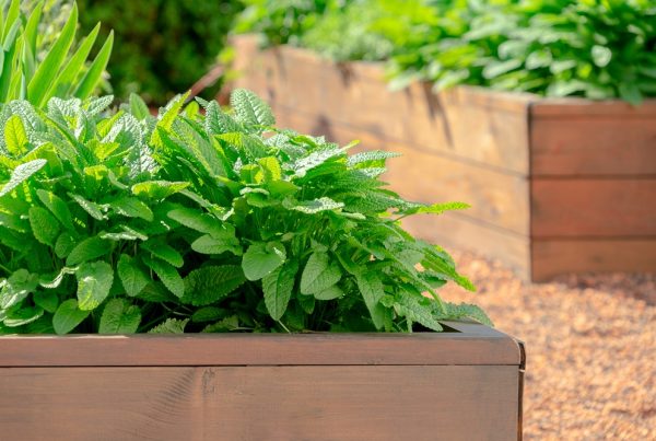huerto urbano jardín prevención control integrado de plagas sanidad vegetal agricultura jardinería aepla