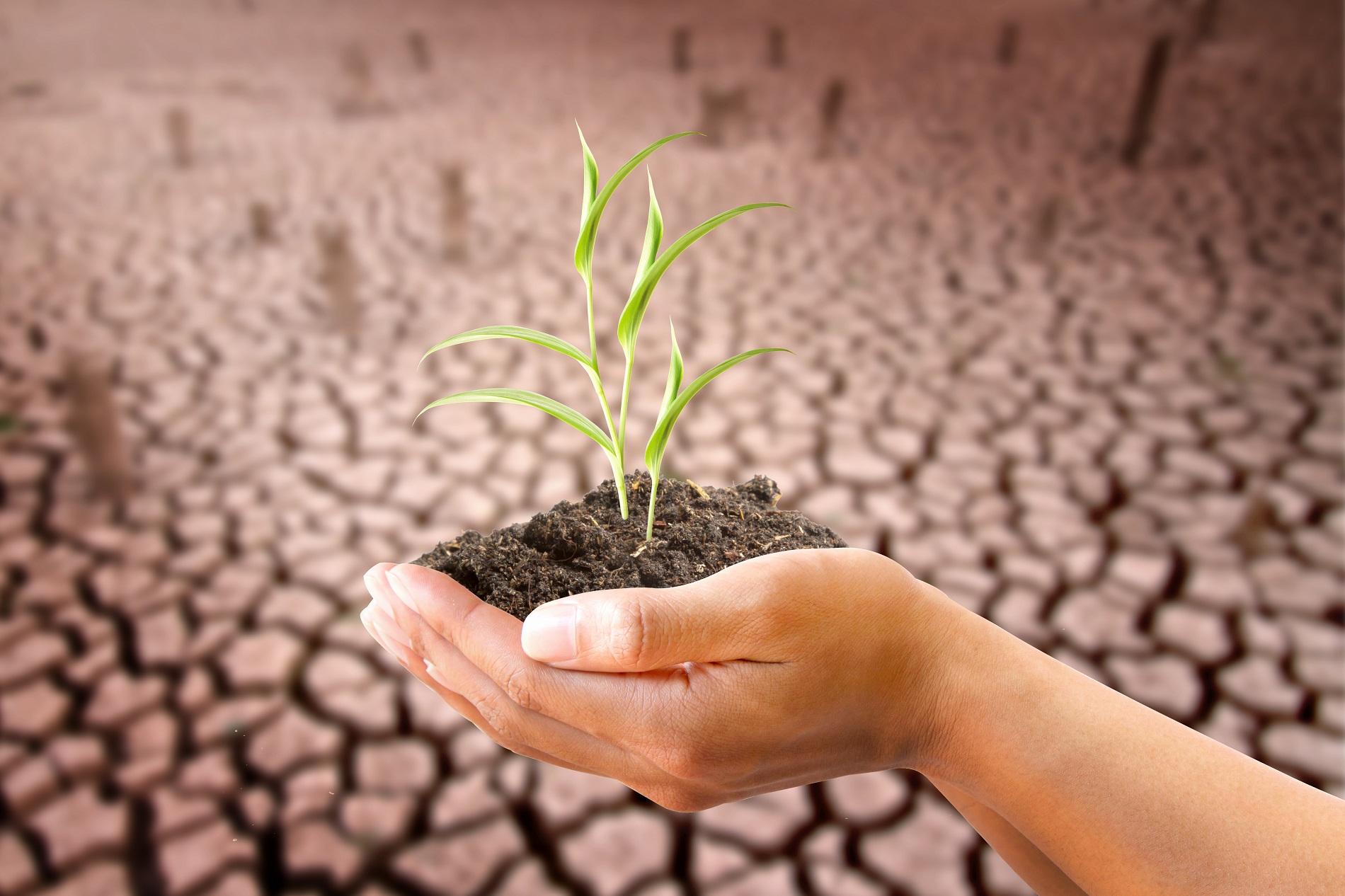 La innovación agrícola y la sanidad vegetal como aliados de la agricultura frente al cambio climático