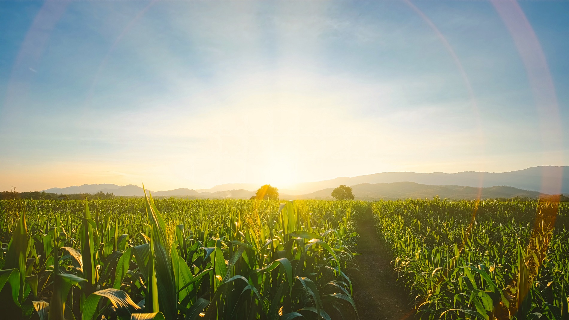 ¿Qué se puede hacer a nivel agrícola para mejorar la sostenibilidad en la producción de alimentos?