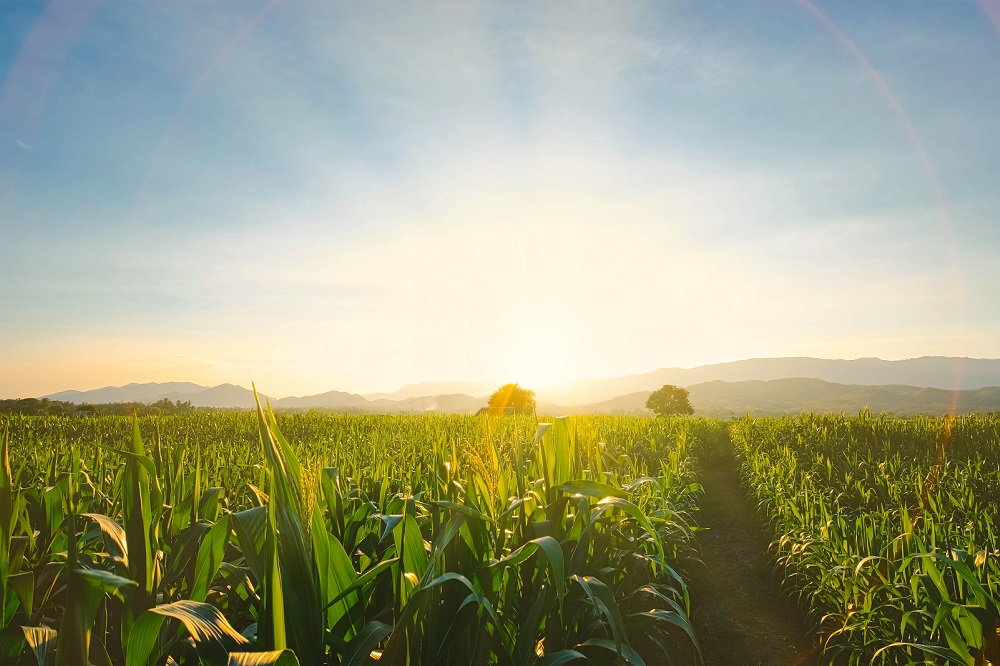 abastecimiento alimentario alimentación sostenibilidad agricultura sostenible sanidad vegetal aepla