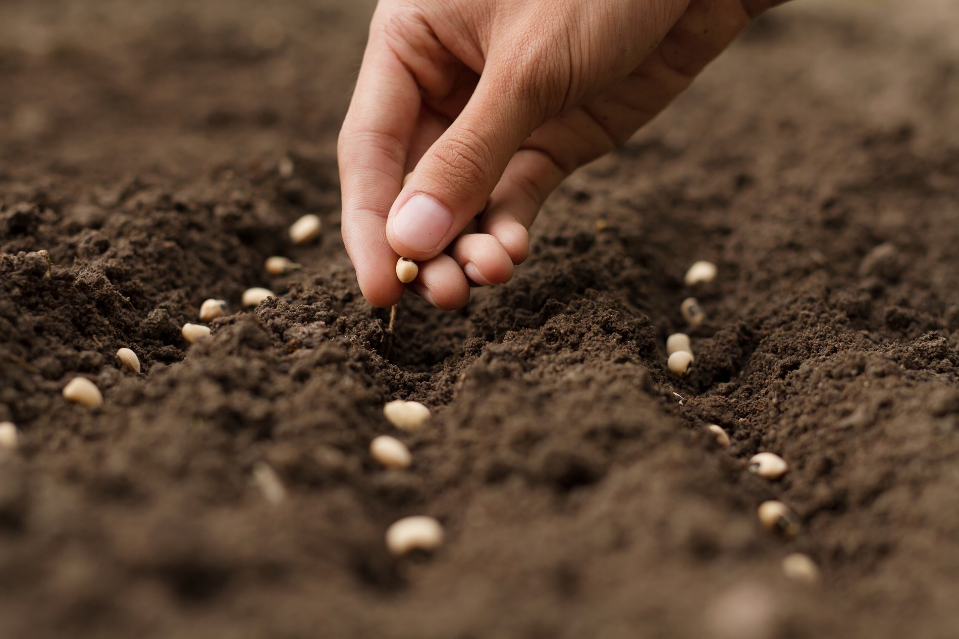 Buenas prácticas agrícolas: aspectos clave en la elección de semillas