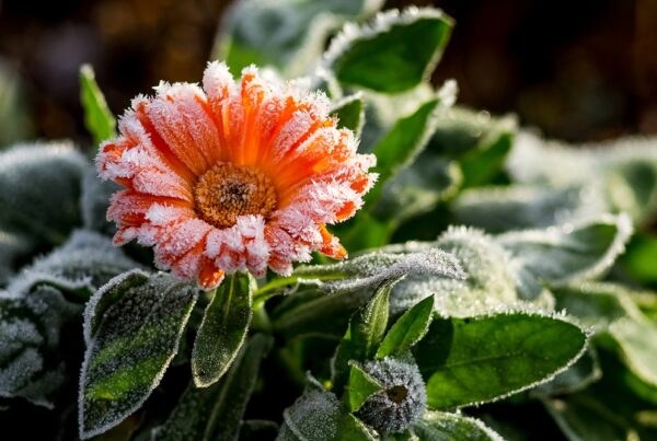 jardín protección frío invierno bajas temperaturas jardinería áreas verdes agricultura aepla