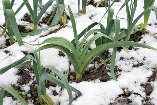 cuidados huerto urbano huerto doméstico áreas verdes sanidad vegetal agricultura invierno aepla