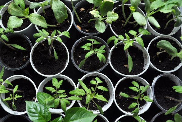 semilleros trasplante de cultivos protección vegetal huerto doméstico agricultura doméstica sector agrícola sanidad vegetal áreas verdes AEPLA