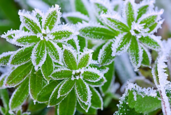 jardín protección invierno bajas temperaturas jardinería áreas verdes agricultura aepla