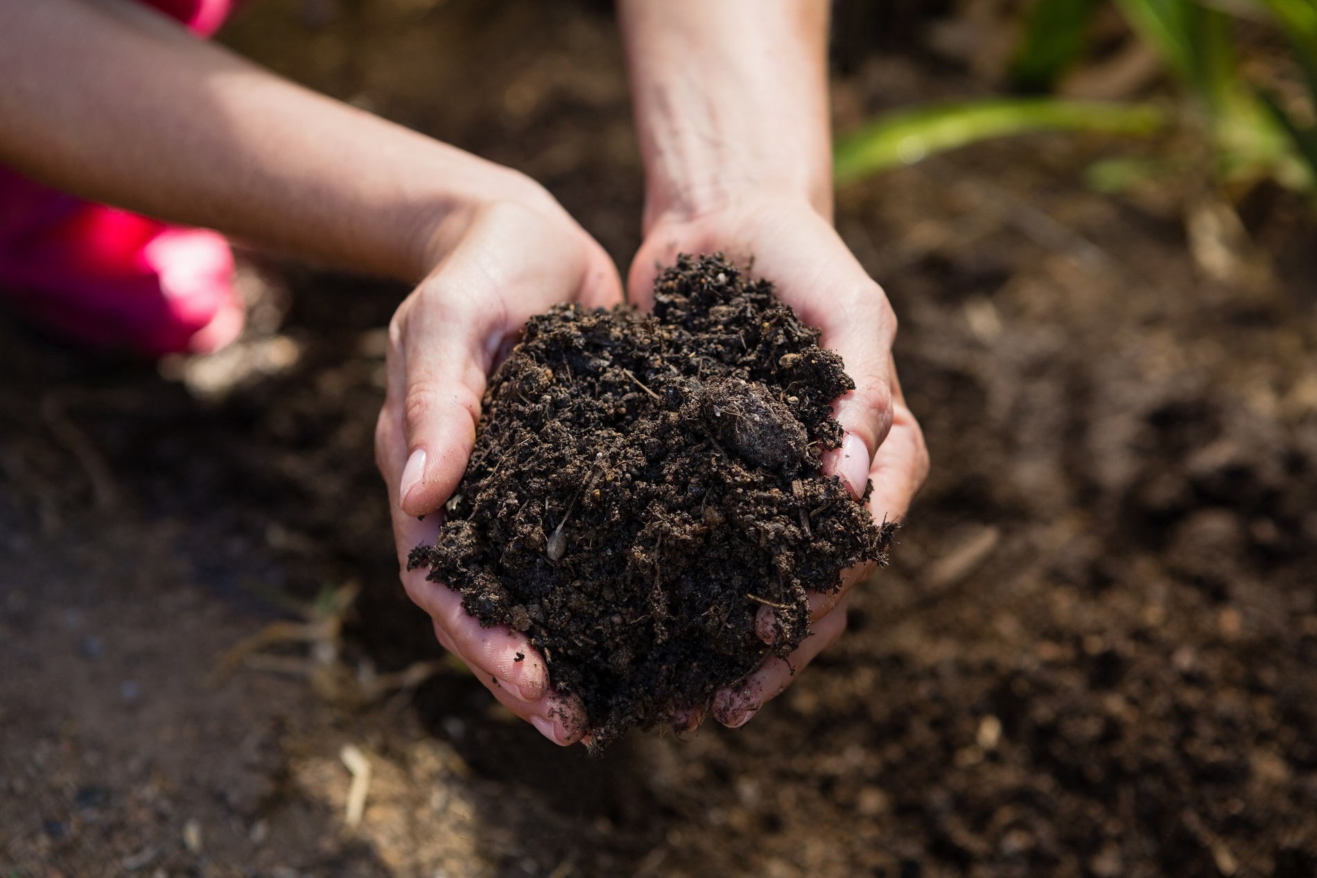 Buenas prácticas agrícolas: Adaptación al tipo de suelo