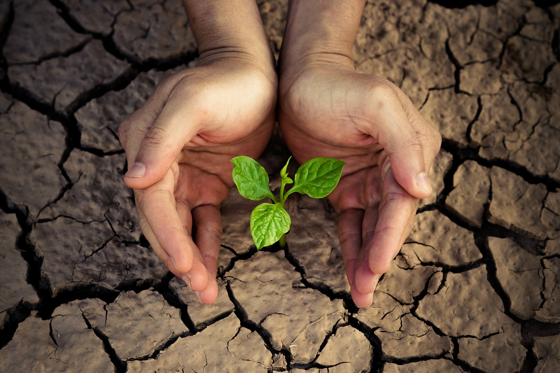 Buenas prácticas agrícolas: Prácticas sostenibles contra el cambio climático