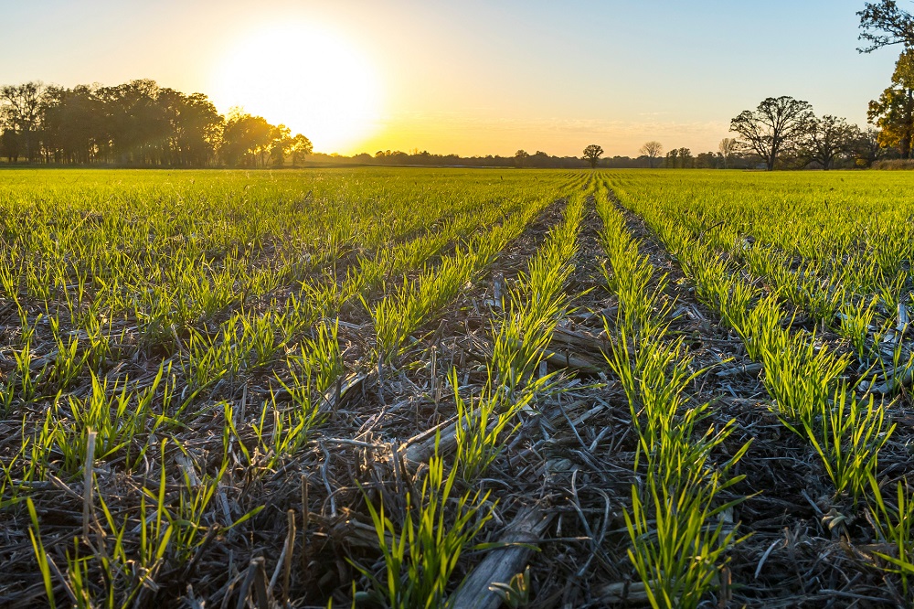 Buenas prácticas agrícolas: Medidas sostenibles para reducir los efectos de la crisis climática